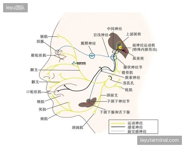 下一代脑神经观赛协议提前圈定数字感官体验边界